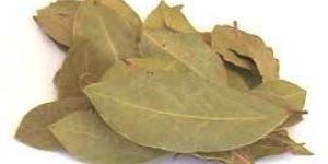 Bay Leaf