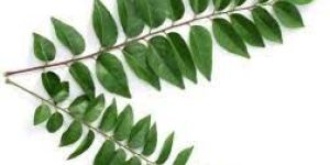 Curry Leaves