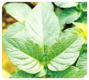 Kufri Chipsona Plants