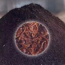 Vermicompost