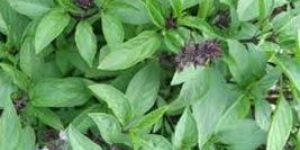 Basil Oil