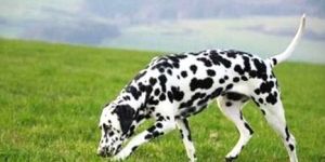 Pharmaceutical Veterinary Medicines