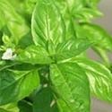 Basil Oil