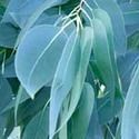 Eucalyptus Oil