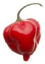 Red Chili Pepper
