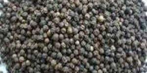 Black Pepper Seeds