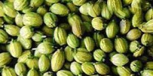 Coriander Seeds