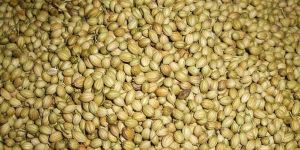 Coriander Seed