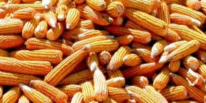 Yellow Maize