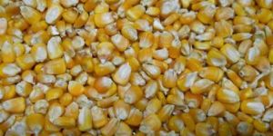 Yellow Maize Seeds for Animals