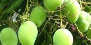 Raw Mango