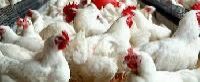 Animal Husbandry