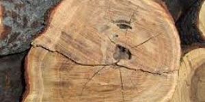 White Sandalwood Logs