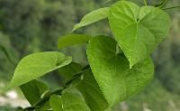 Tinospora Cordifolia