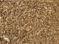 Carrot Seed