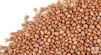 Radish Seed