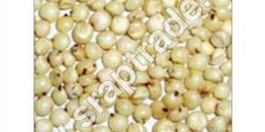 Sorghum Seeds