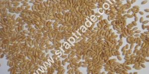 Wheat Seeds