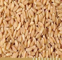 Indian Wheat