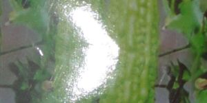 Bitter Gourd Seeds