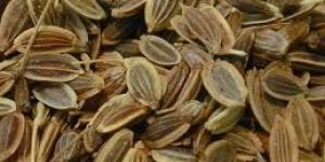 Dill Seed