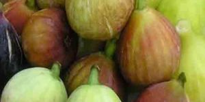 Anjeer Cold Storage Rental