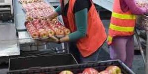 Apple Cold Storage Rental