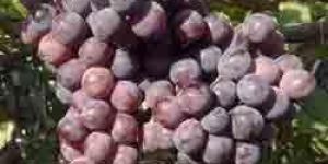 Grapes Cold Storage Rental