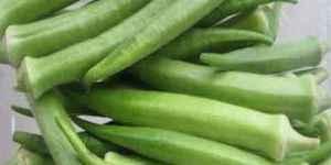 Lady Finger Cold Storage Rental