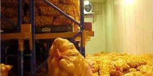 Onion Cold Storage Rental