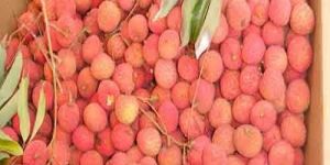 Strawberry Cold Storage Rental