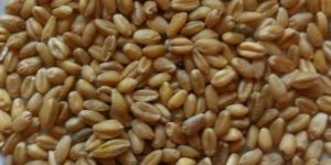 Wheat