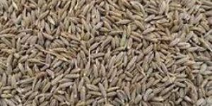 Cumin Seeds
