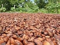 Cocoa Dried Beans