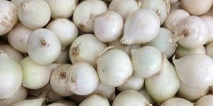 White Onion