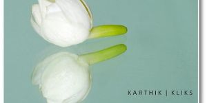 Fresh Jasmine Flowers