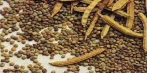 Guar Gum Seeds