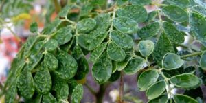 Moringa Leaves