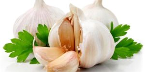 Garlic