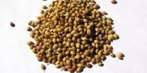 Coriander Seeds