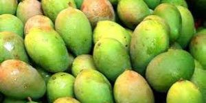 Raw Mangoes