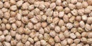White Chana