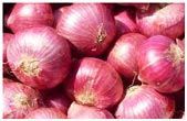 Fresh Onion, Red Onion