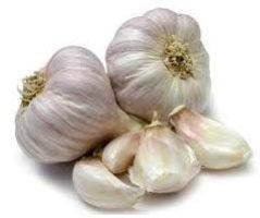 Garlic