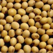 Soya Seeds
