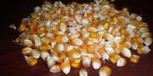 Yellow Maize Seeds