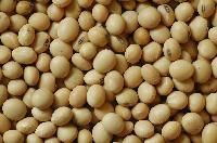 Organic Soybean