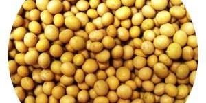 Organic Soybean Seeds