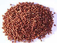 Red Sorghum Seeds
