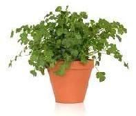 Herb Plant